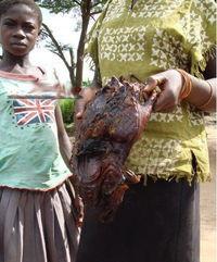 非洲人吃蝙蝠视频,揭秘蝙蝠的独特风味