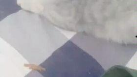 日本撸叉叉,探寻传统美食的独特魅力