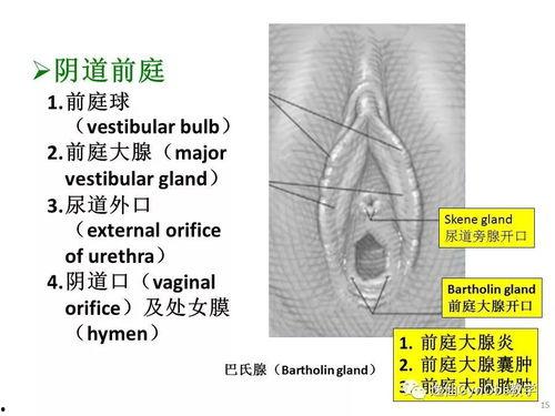 女性生殖器解剖视频,全面解析与结构概述