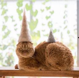 戴帽子的猫免费观看,免费畅享的奇幻冒险之旅