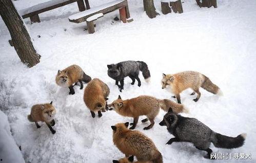 人和动物天堂网av,探寻和谐共生的神秘世界