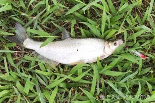 野钓翘嘴视频,捕捉水中精灵的精彩瞬间