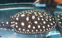 无码种子盘,探索数字世界的秘密通道