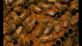 养殖中蜂视频,视频揭秘高效养殖技巧